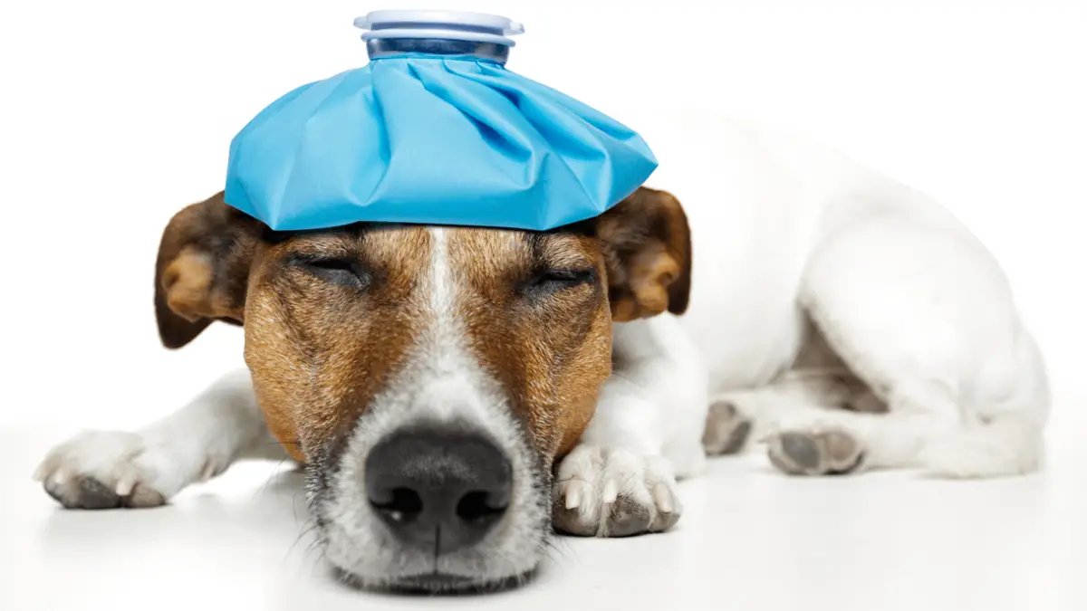Can Dogs Get Concussions - Here's How to Spot Them