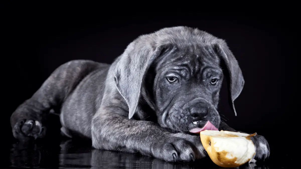 Are Apples Good for Dogs?