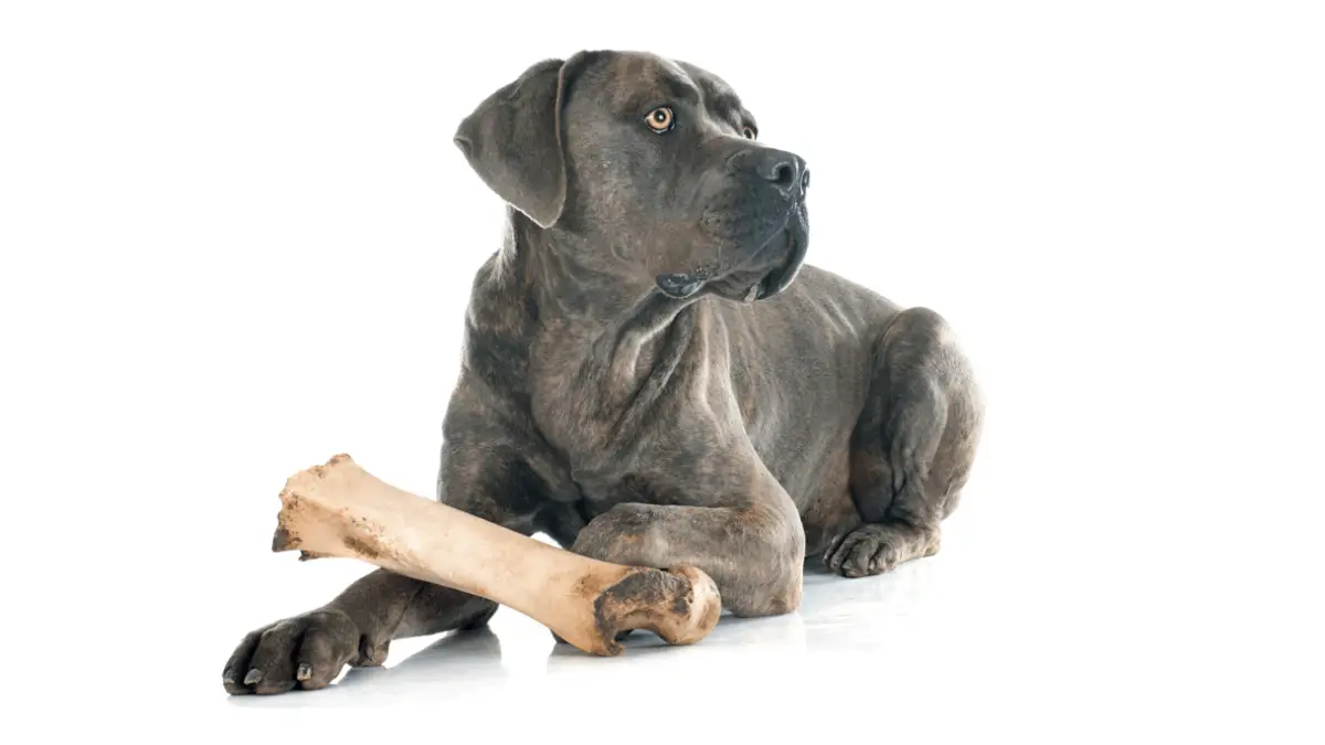 Best Food for Cane Corso - Reviews & Tips How To Choose The Best One