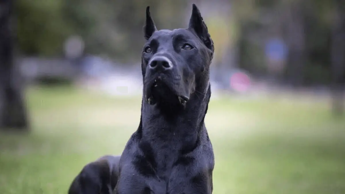Canis Panther - Black Hybrid Guardian