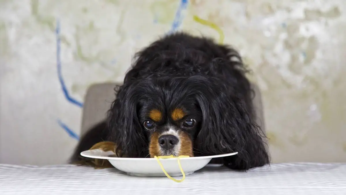 Mišljenje veterinara: Mogu li psi jesti noodle