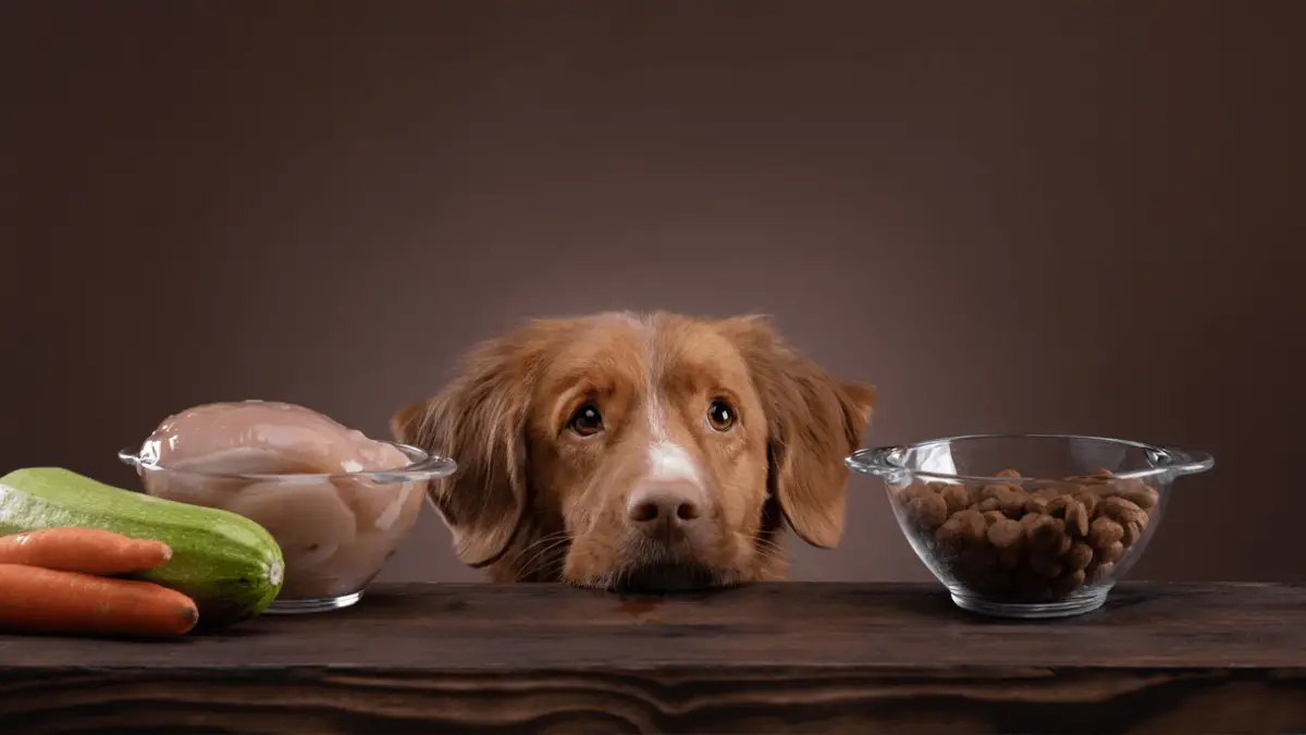 el pollo hervido es bueno para un perro