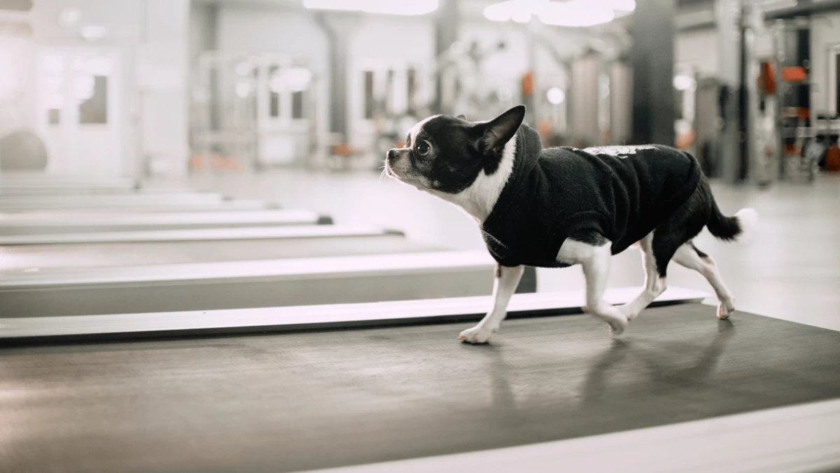 Here’s How to Get an Overweight Dog in Shape