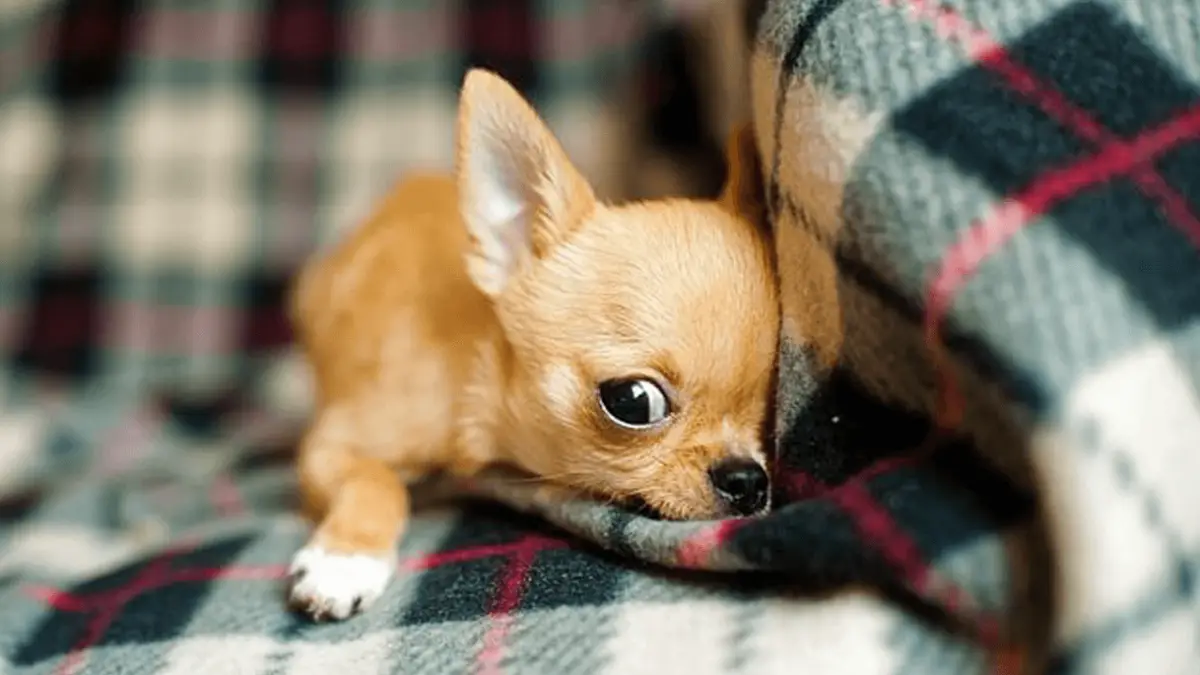 7 Best Dog Foods For Chihuahua - Expert Pick 2023