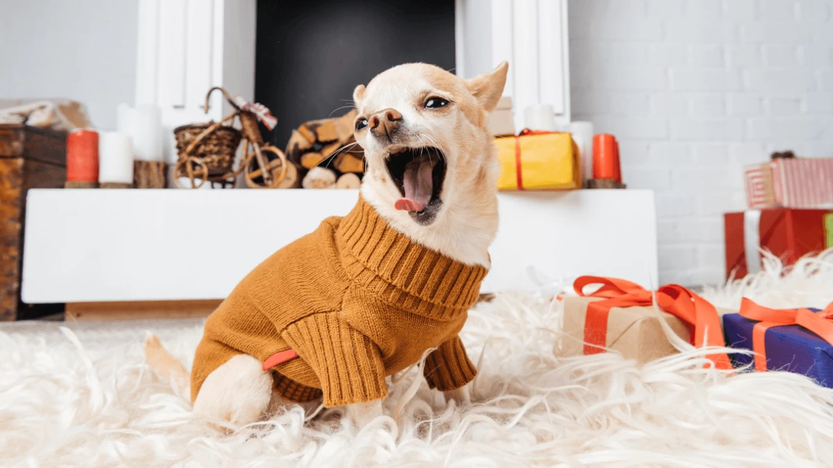 Dog Sweater - Pros & Cons