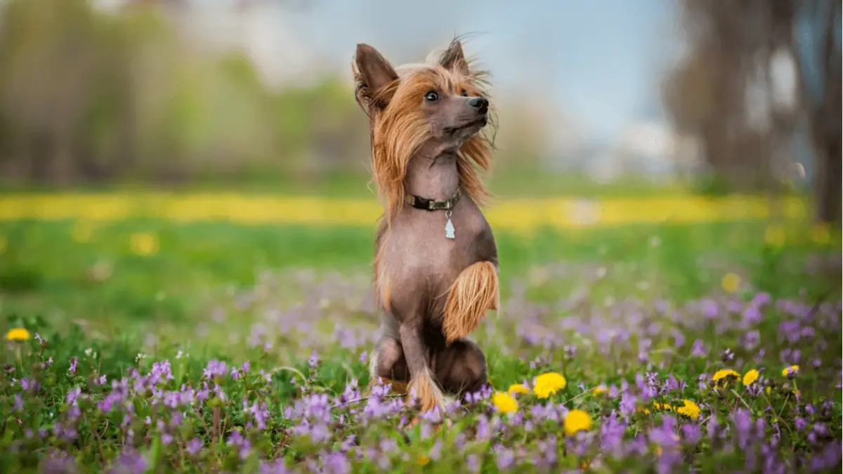 10 Most Popular Chinese Dog Breeds