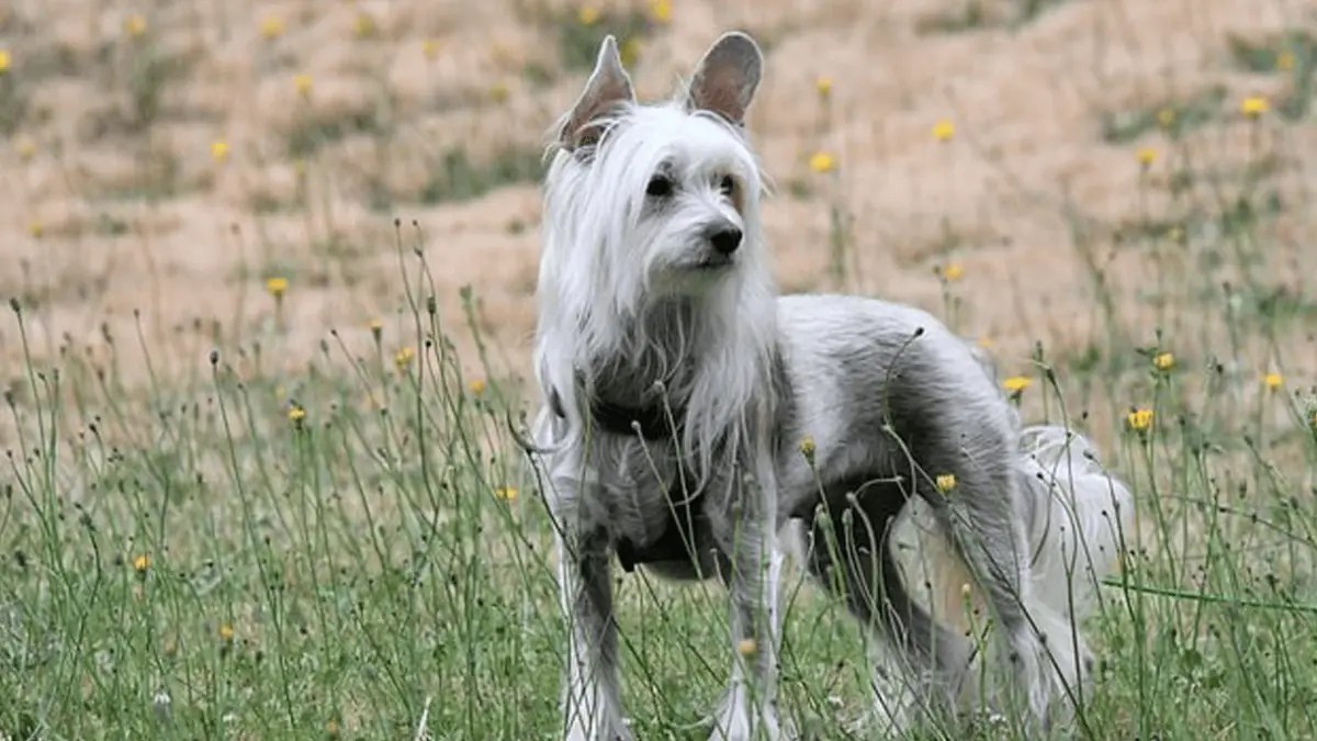 10 Fun Facts About Chinese Crested Dogs