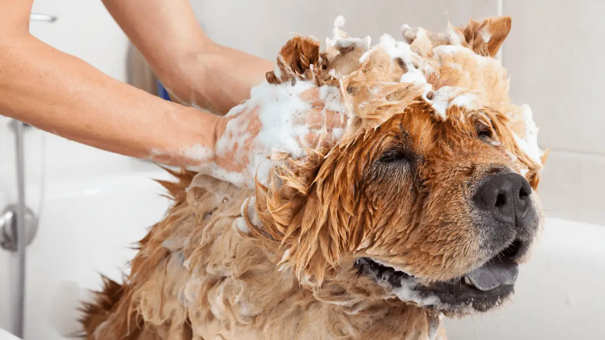 Možete li koristiti ljudski šampon na psima?