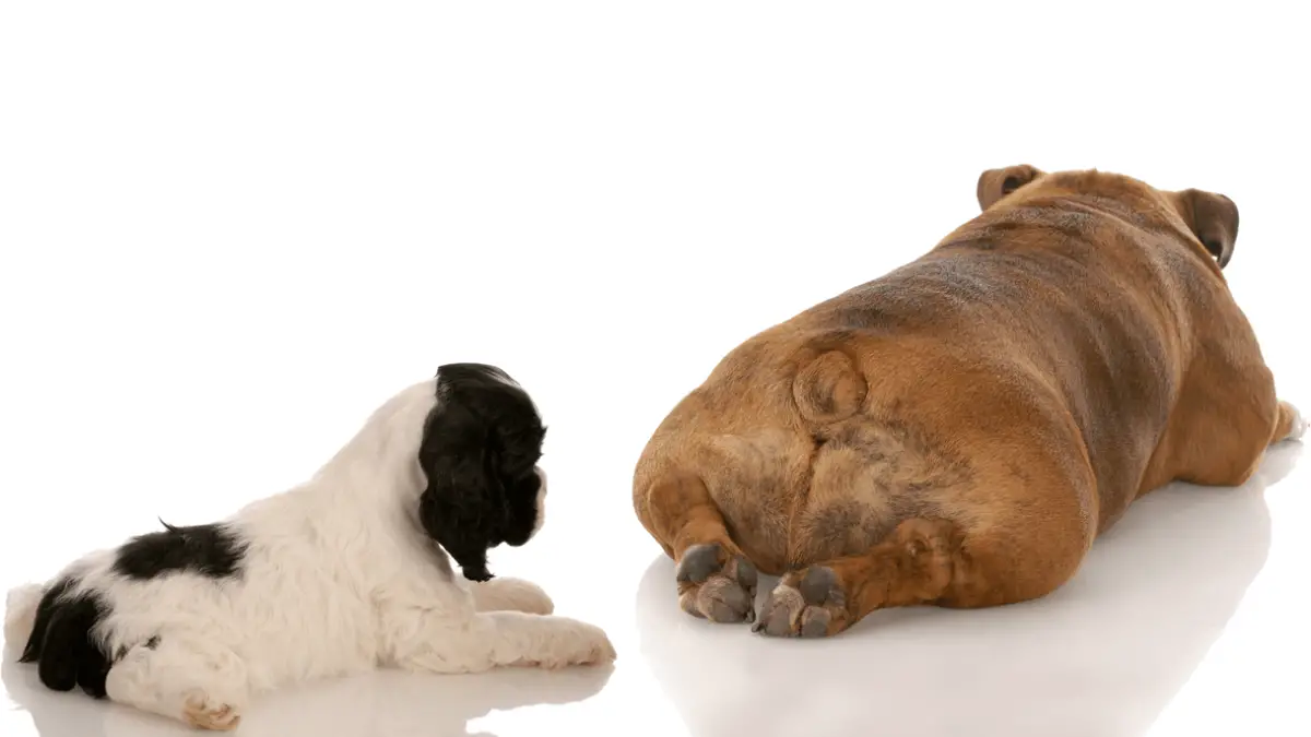 Miris pseće analne žlijezde - kako ga riješiti?