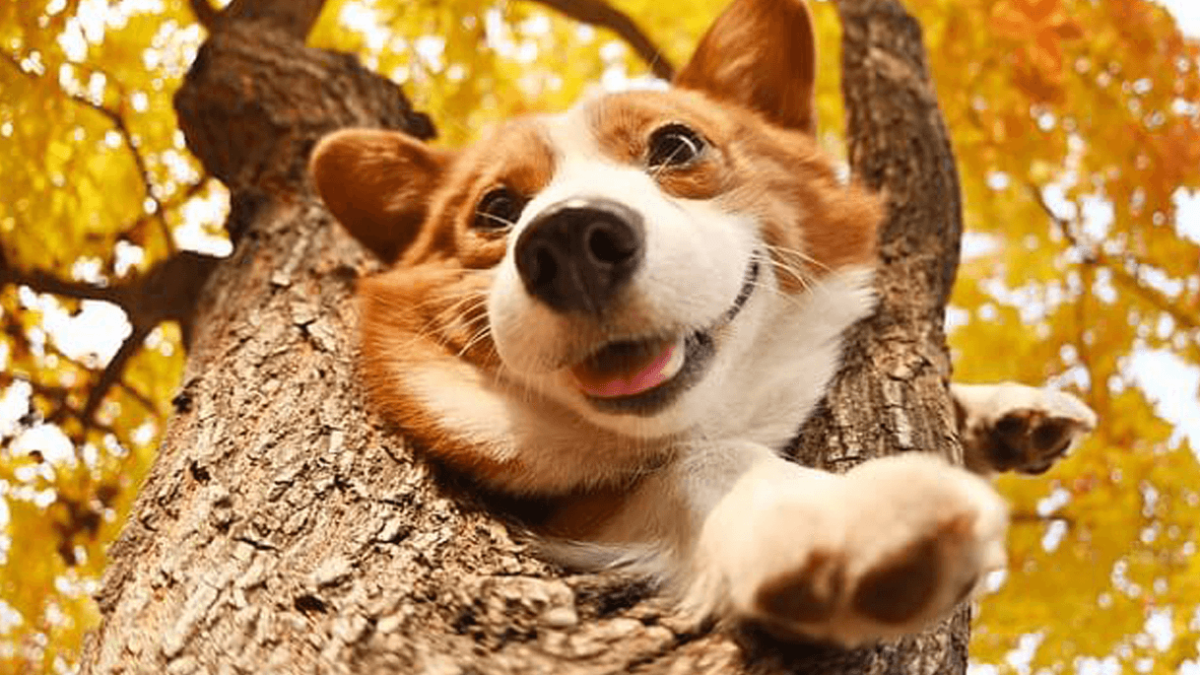 How to Choose the Best Dog Food for Corgis World Dog Finder