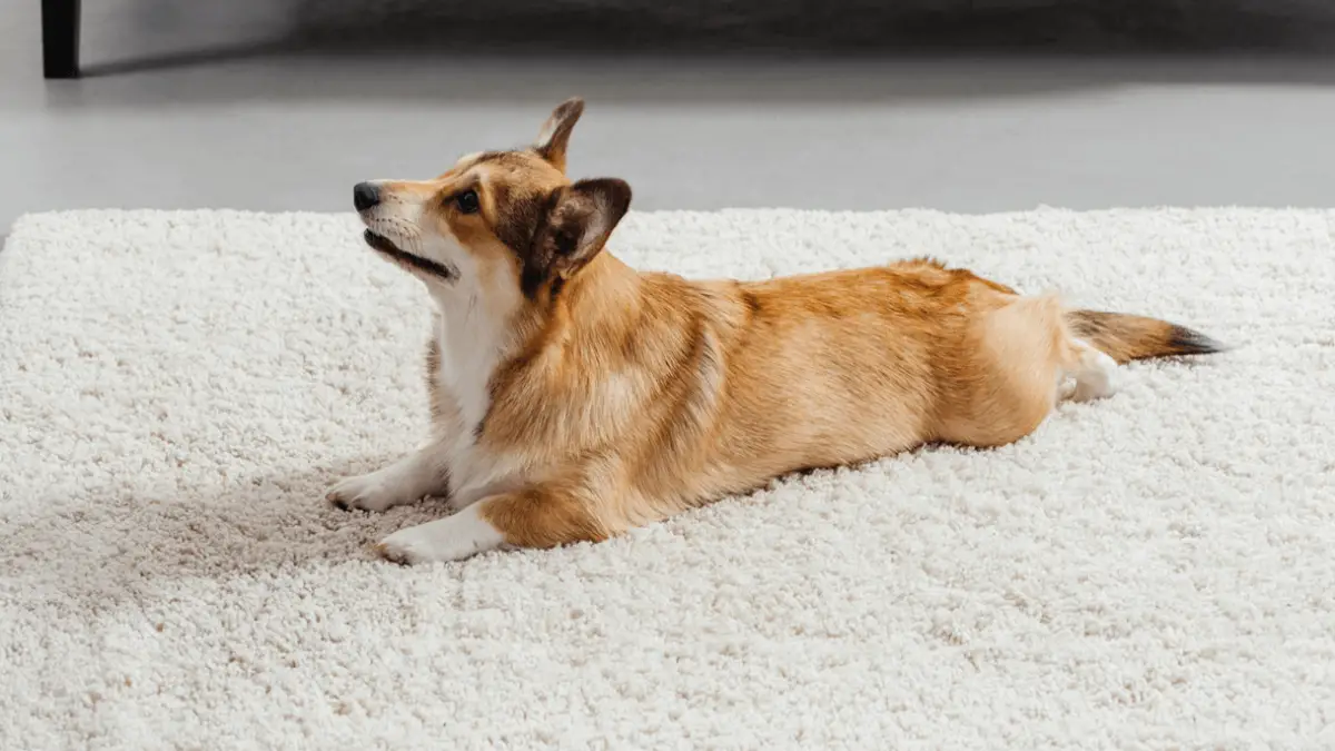 3-step Guide - How to Teach a Dog to Lie Down