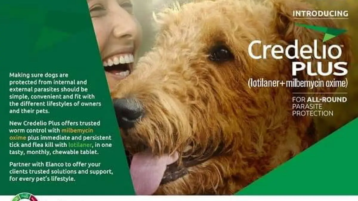 Is Credelio for Dogs Good & Where To Get It