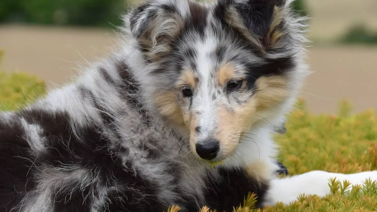 8 Most Popular Dog Colors You Can See