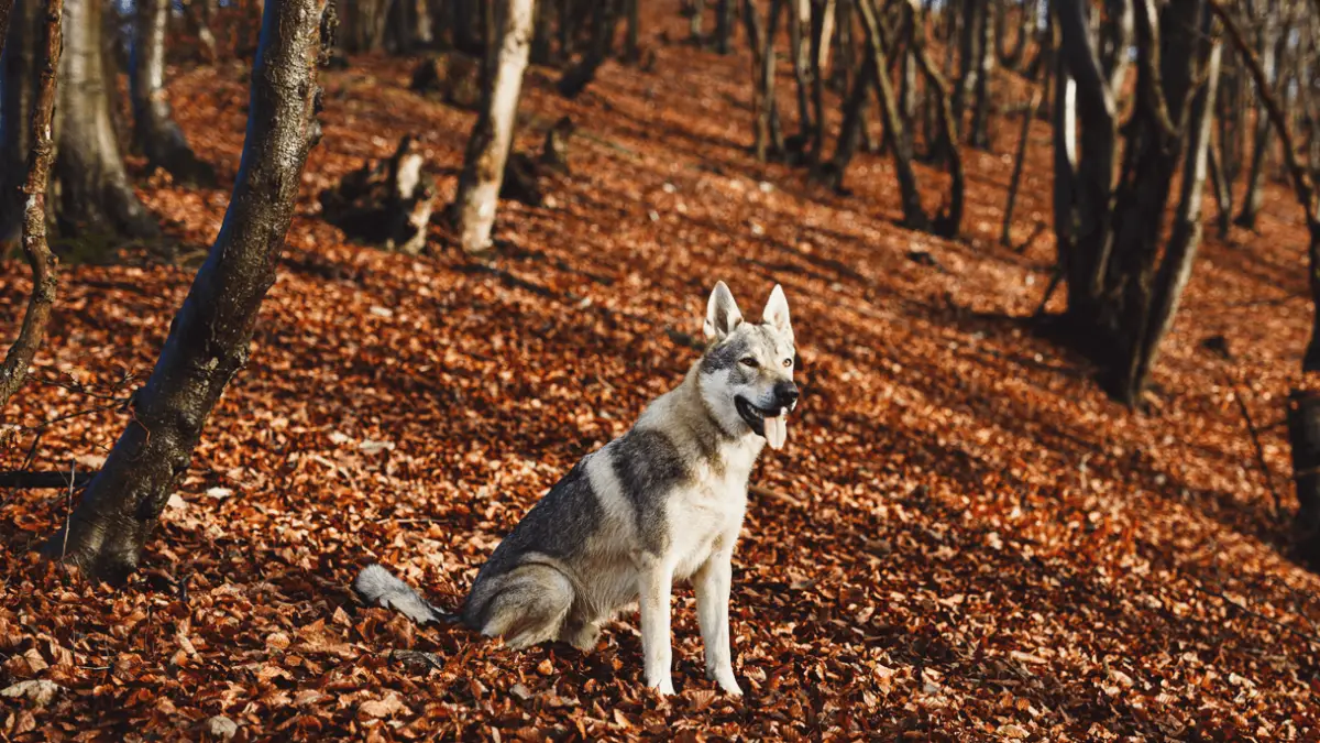Czechovalakian Vlack (Wolfdog) Breed Info & Facts