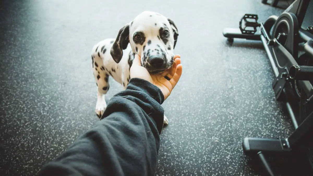 8 Things You Didn't Know About Dalmatians