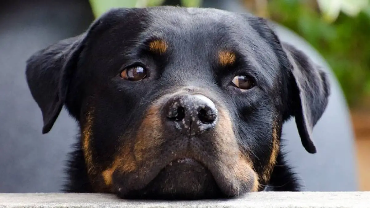 Name for shops rottweiler