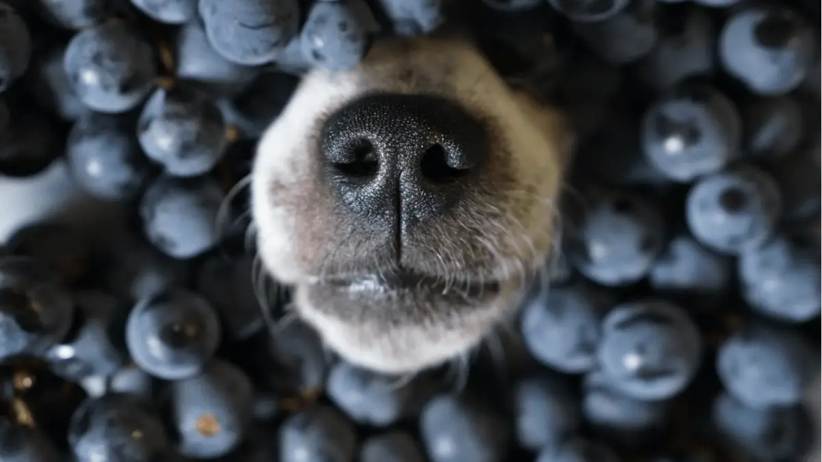 Are Blueberries Good For Dogs