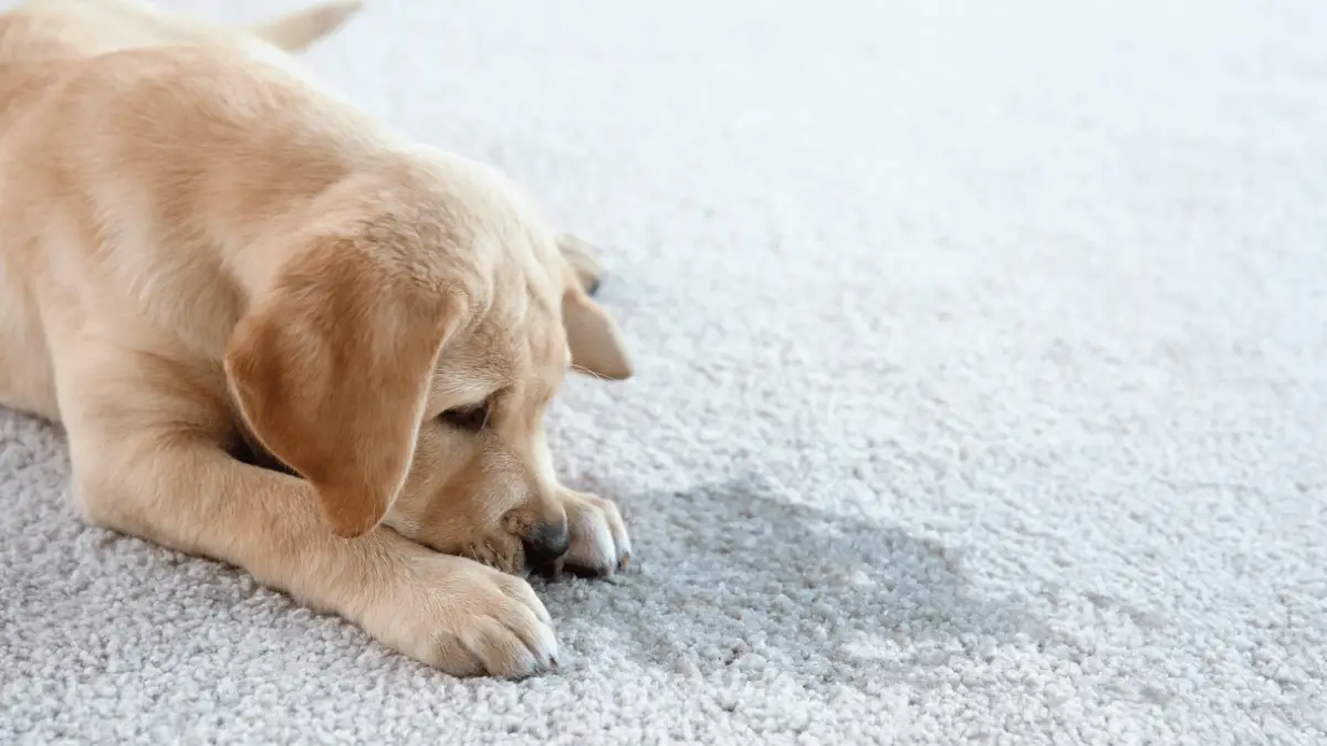 Best Carpet Cleaning Solution for Pets