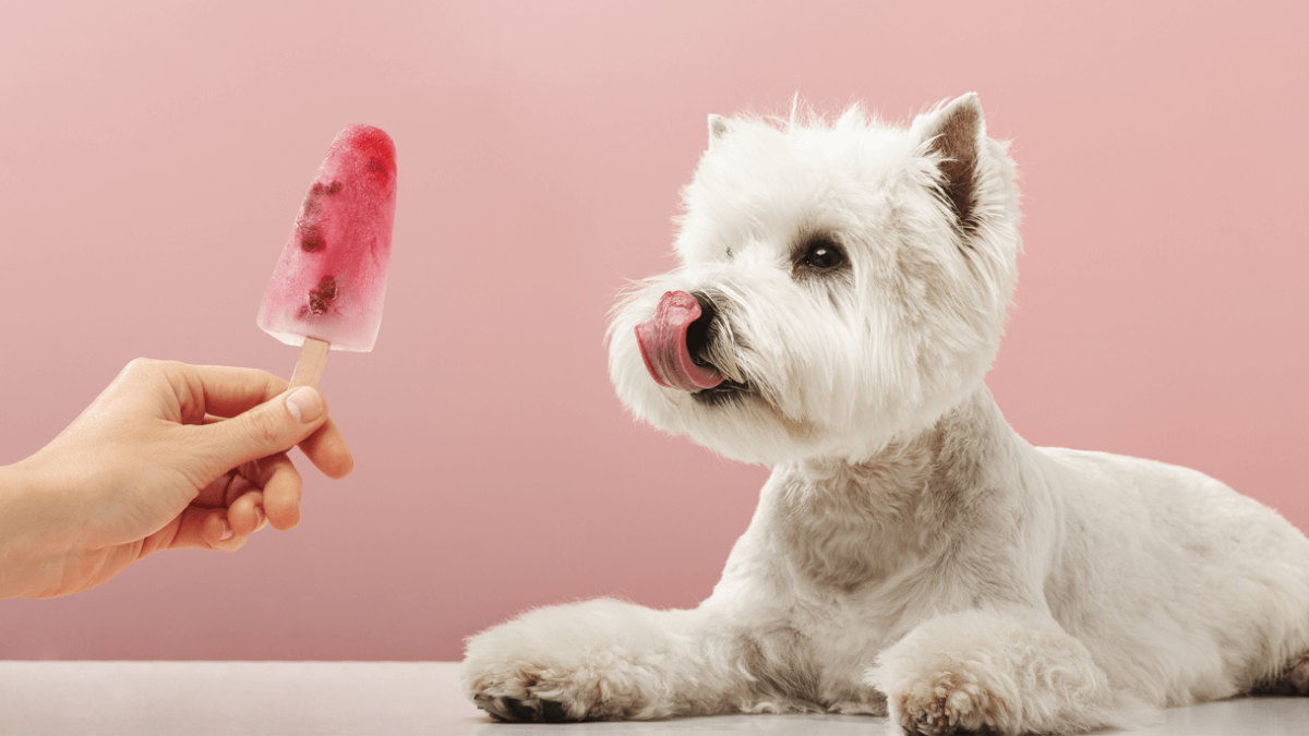 Giant Popsicle for Your Pup