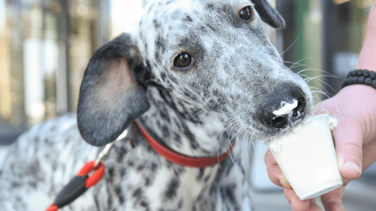 What Is A Puppuccino & How To Order It?