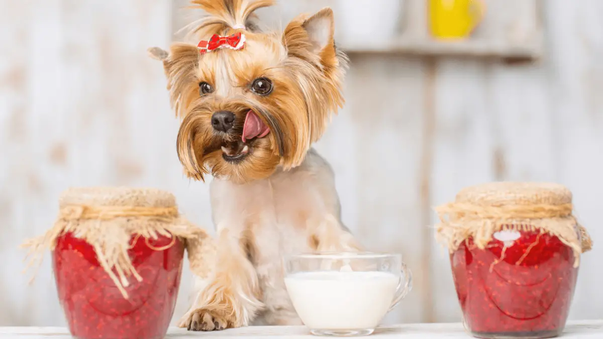 ¿Puede la crema agria ser beneficiosa para su perro?