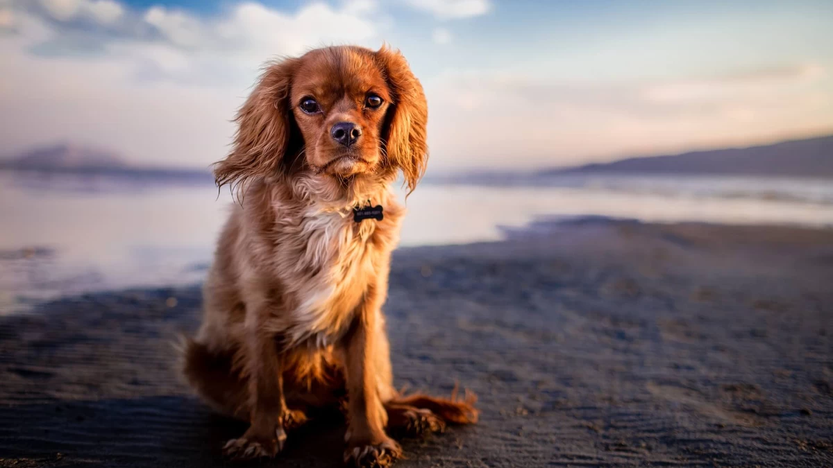 ¿Cómo preparar a su perro para un día de playa?