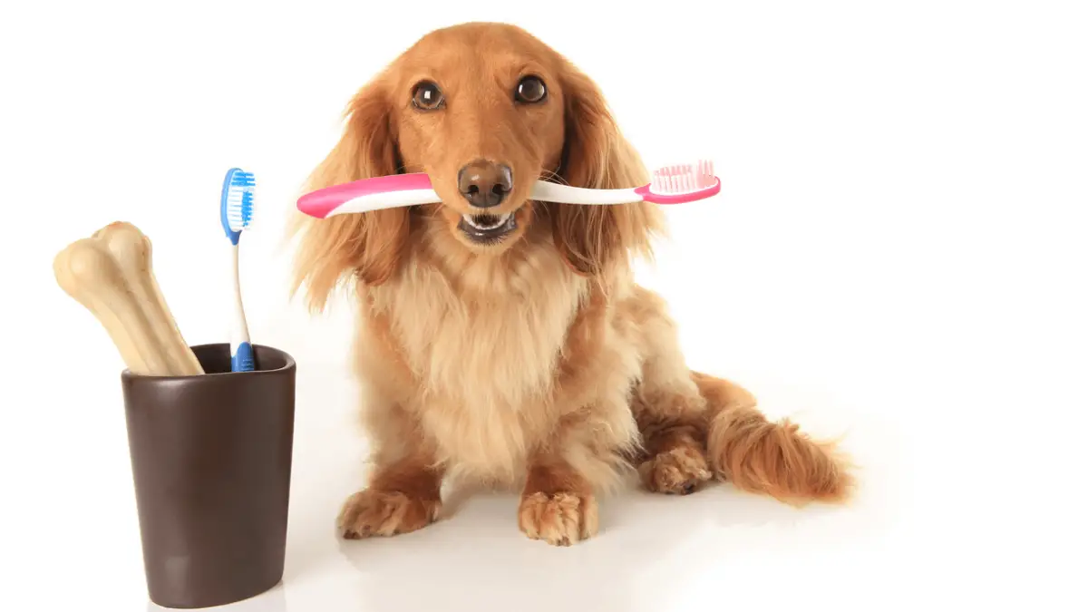 Dog Toothbrush - Most Important Things