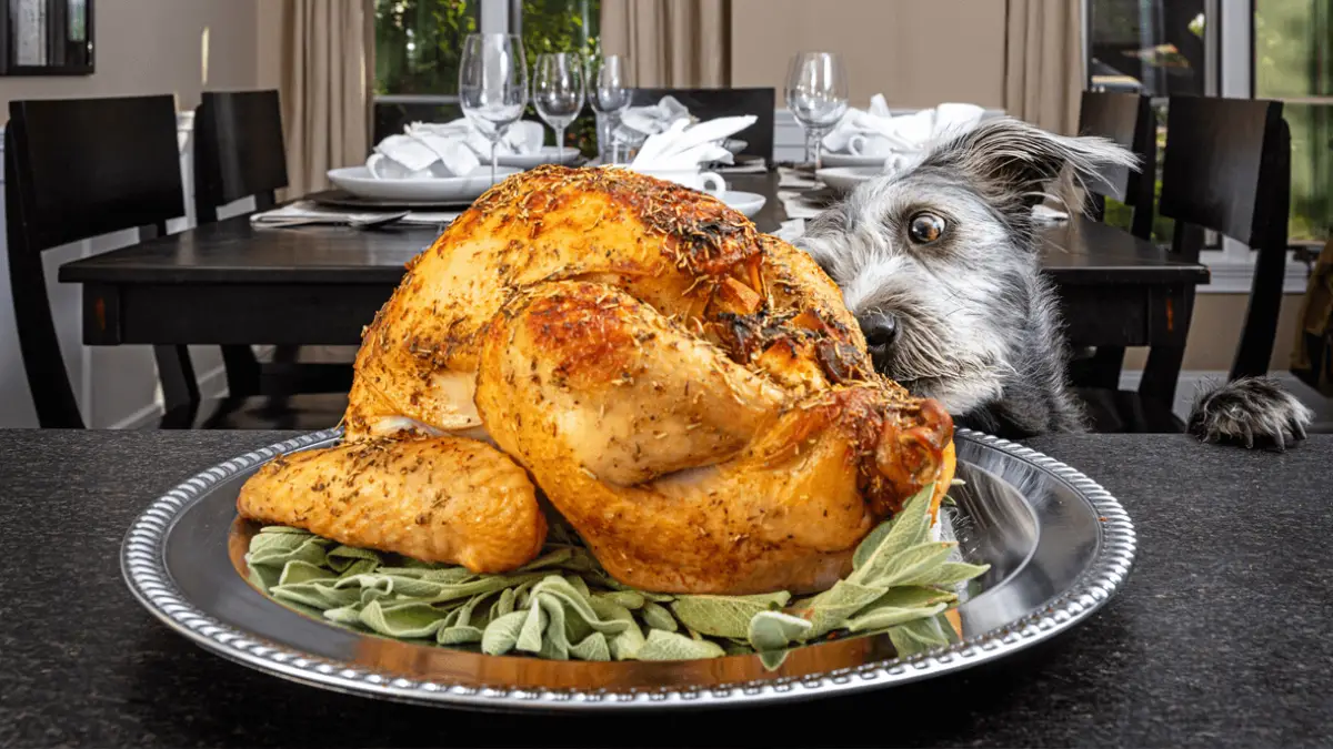 pueden los perros comer huesos de bistec cocidos