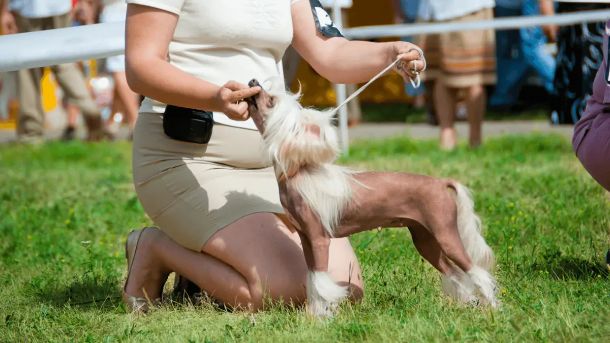 New to Dog Shows? - Here are 10 Things You'll Need