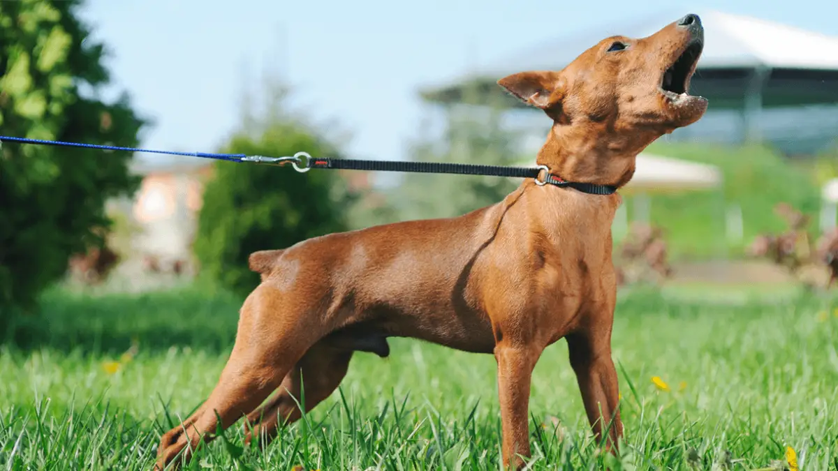 3 Anti-Barking Device That Actually Work