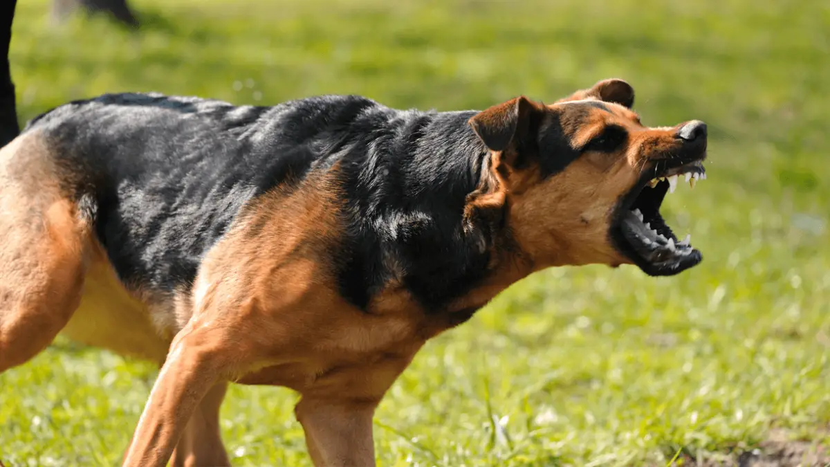 7 Possible Reasons Why Dogs Bark