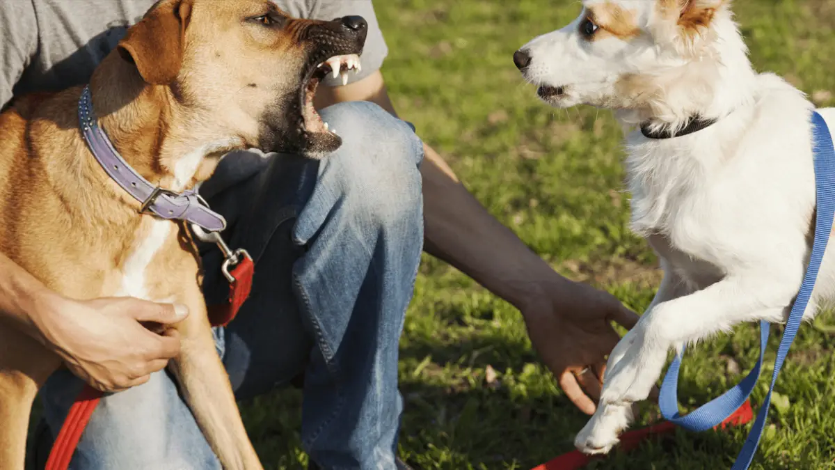 6 mogućih razloga zašto psi laju na druge pse