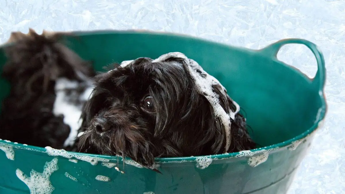 What is the Best Dog Shampoo?