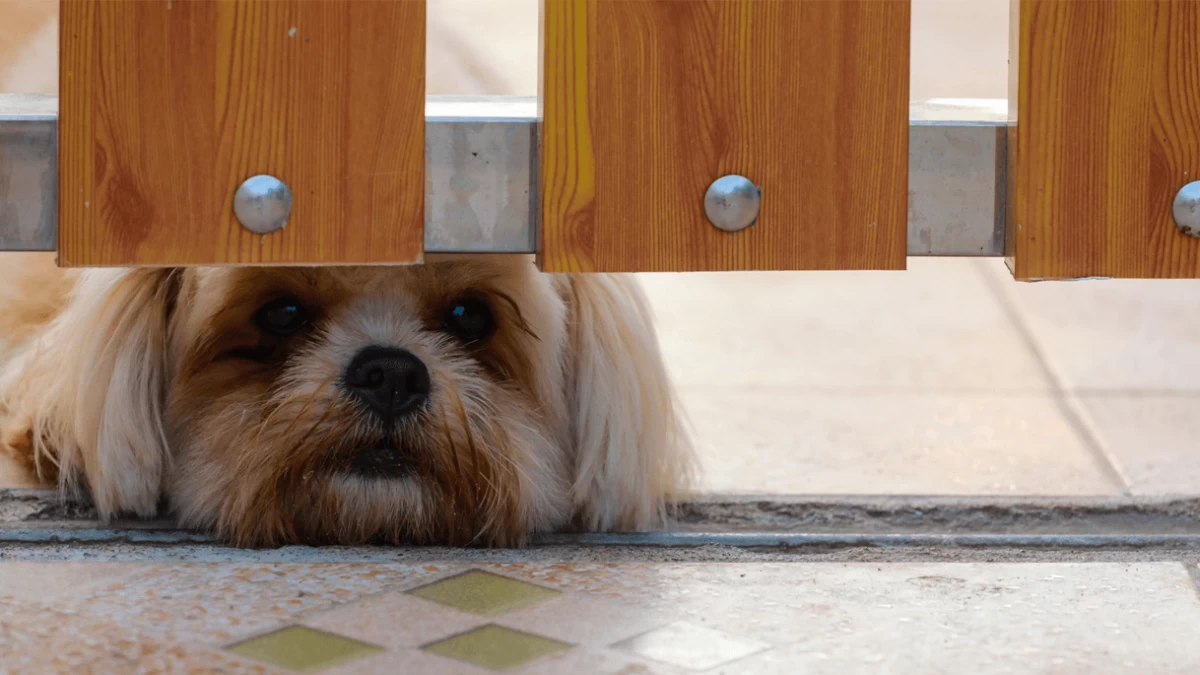 3 Top Rated Retractable Dog Gates