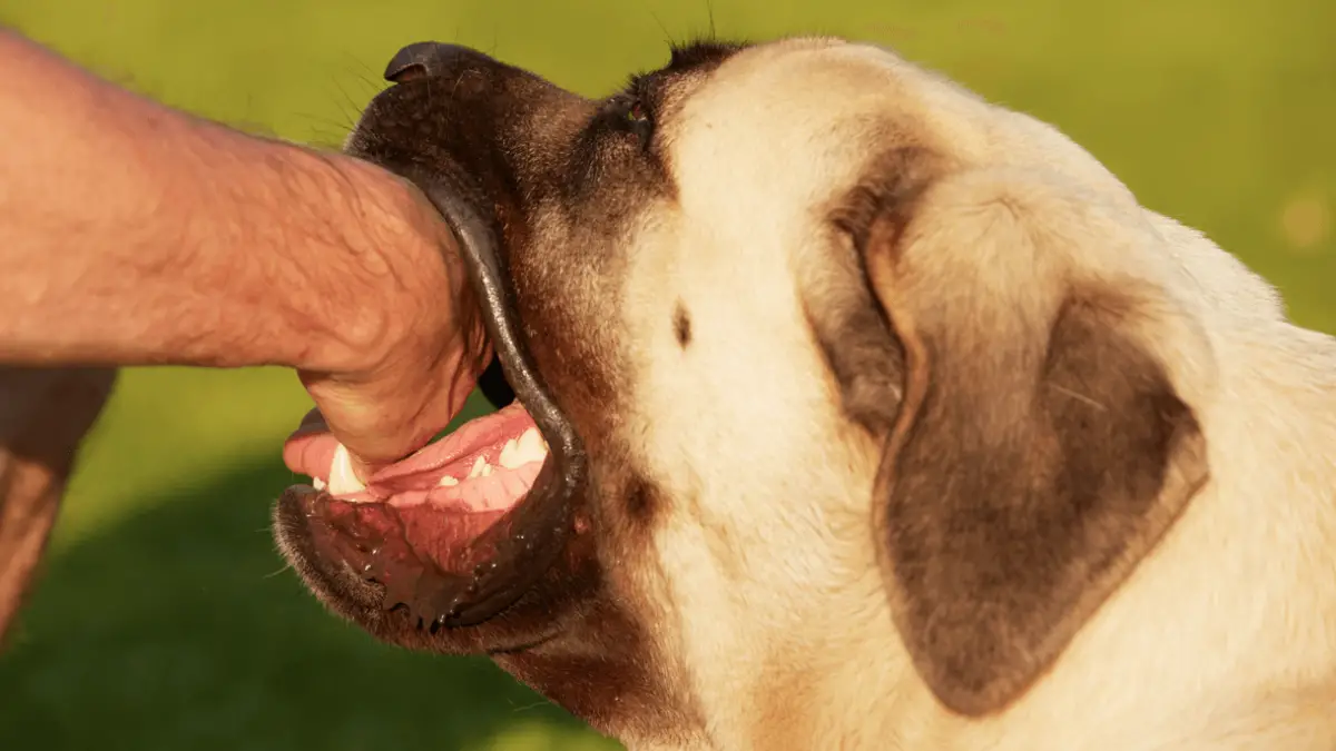 Dog Biting Owners: What To Do Next?