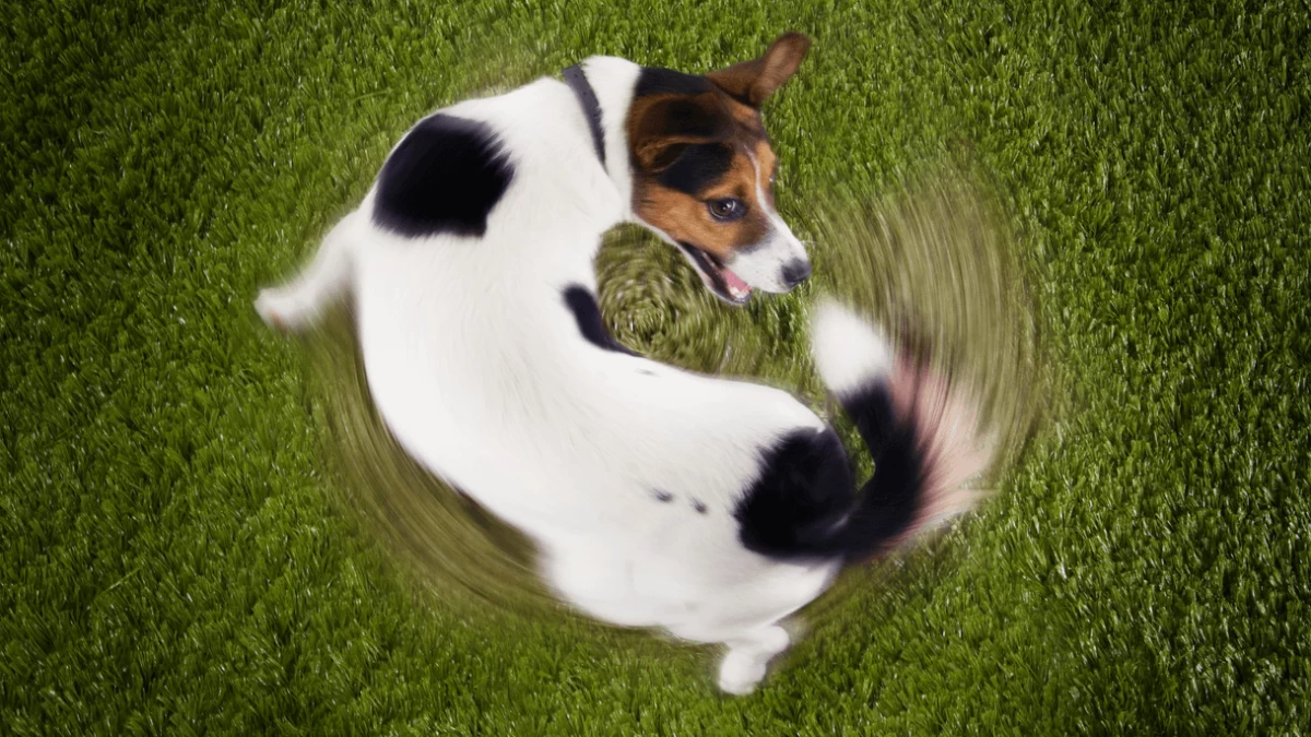 5 mogućih razloga zašto psi love svoje repove?
