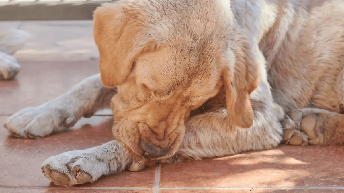 Why Do Dogs Chew Their Feet? 4 Possible Reasons