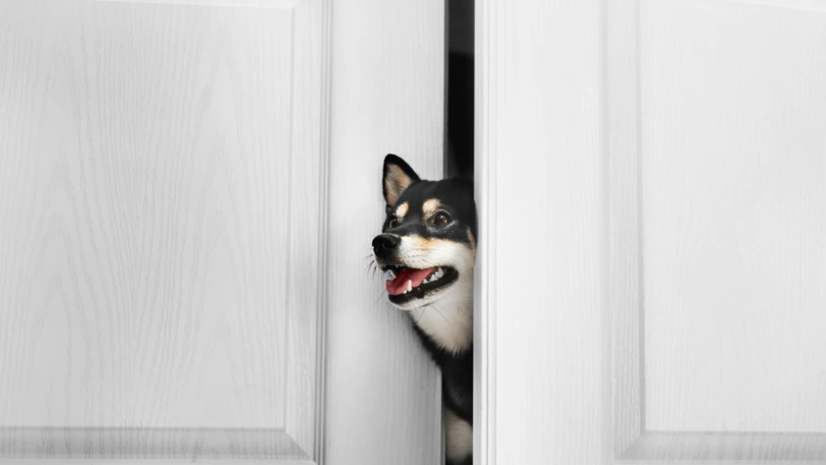 What To Consider When Buying a Dog Doorbell