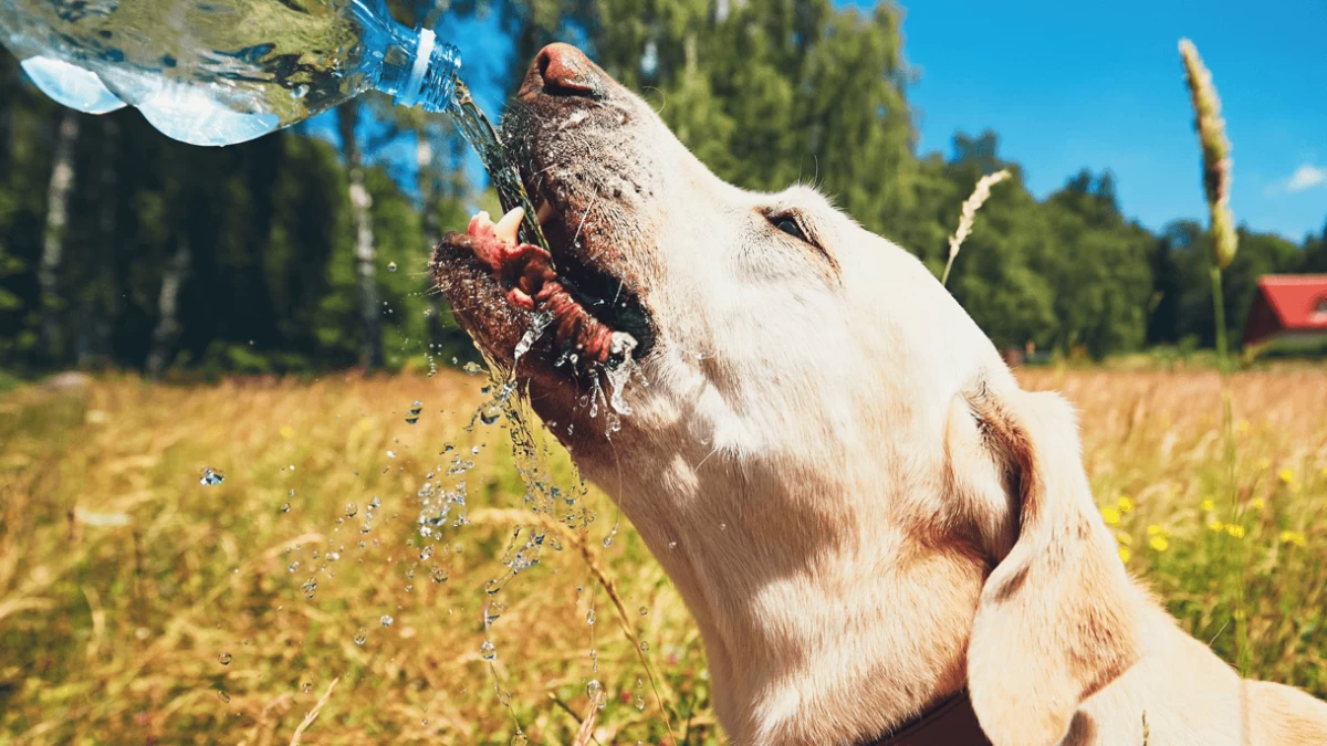Pedialyte for Dogs - Is It Safe For Dogs?