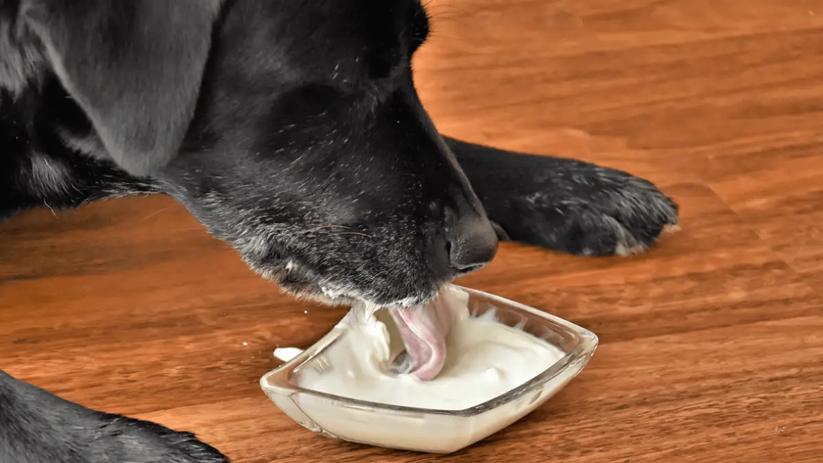 Is Yogurt Safe for Dogs?