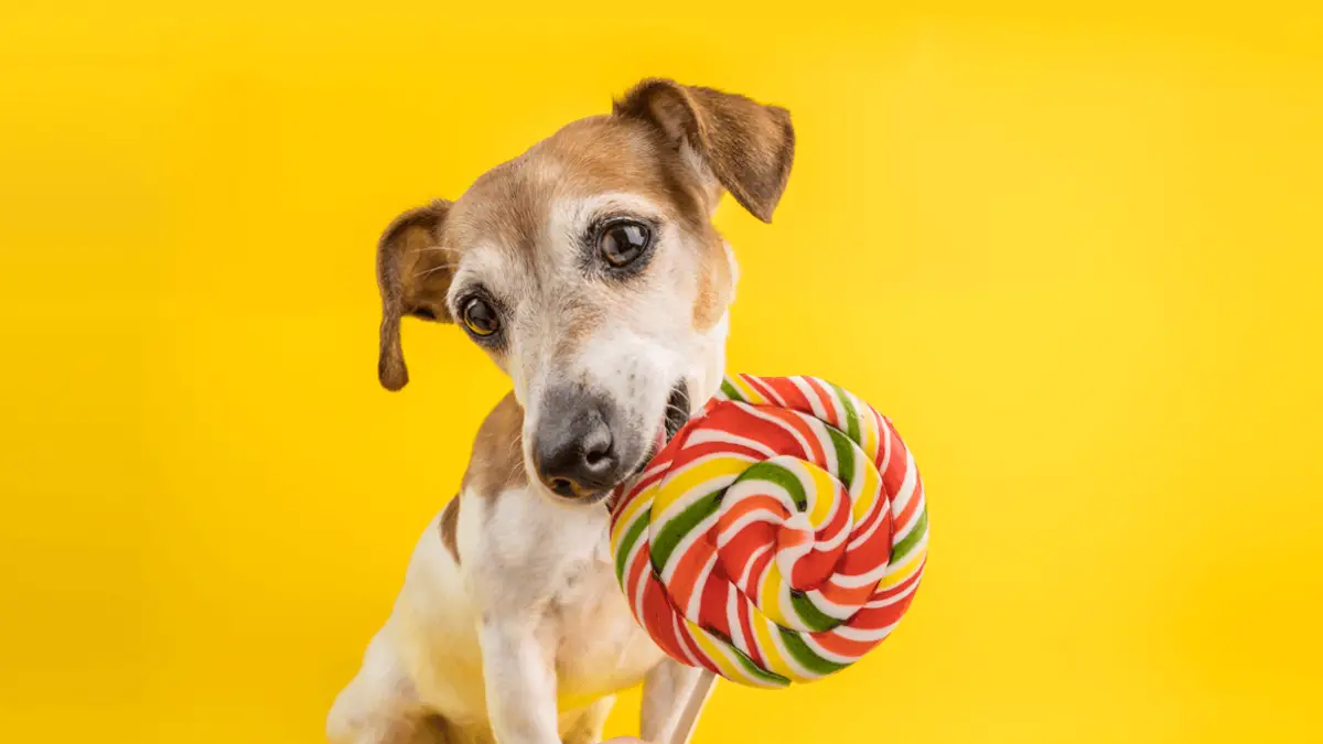 What to do if shops your dog eats candy