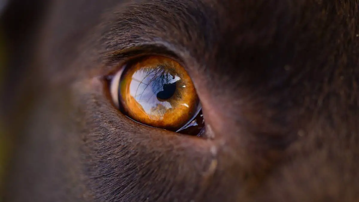 Are Dogs Color Blind? How Dogs See The World?