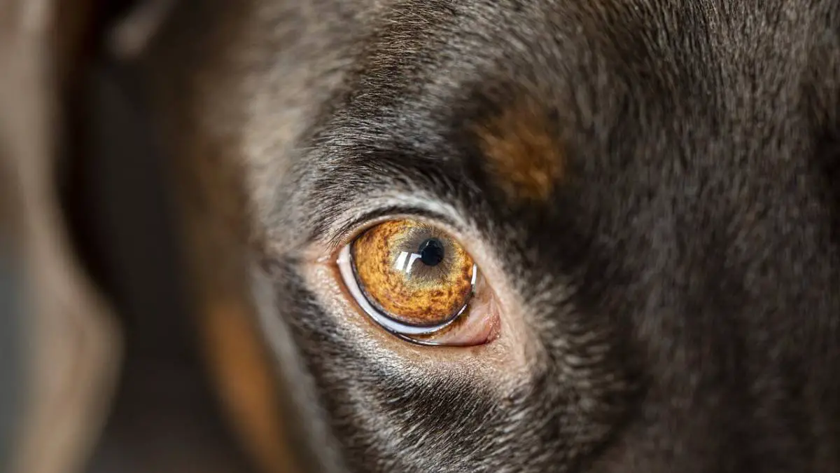 Hornerov sindrom u pasa - što je i kako se liječi