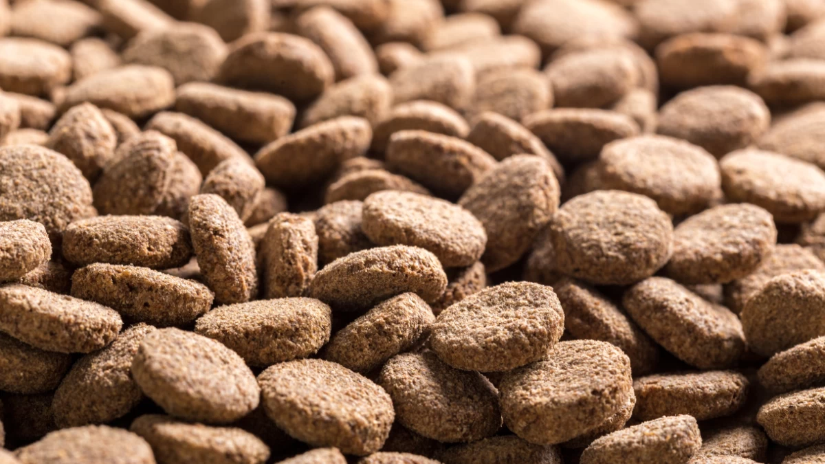 When Was Dog Food Invented? - Complete Timeline