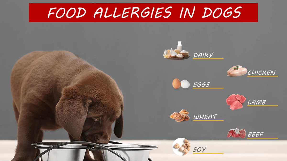 Dog Food Allergies: What Are They & How To Spot Them