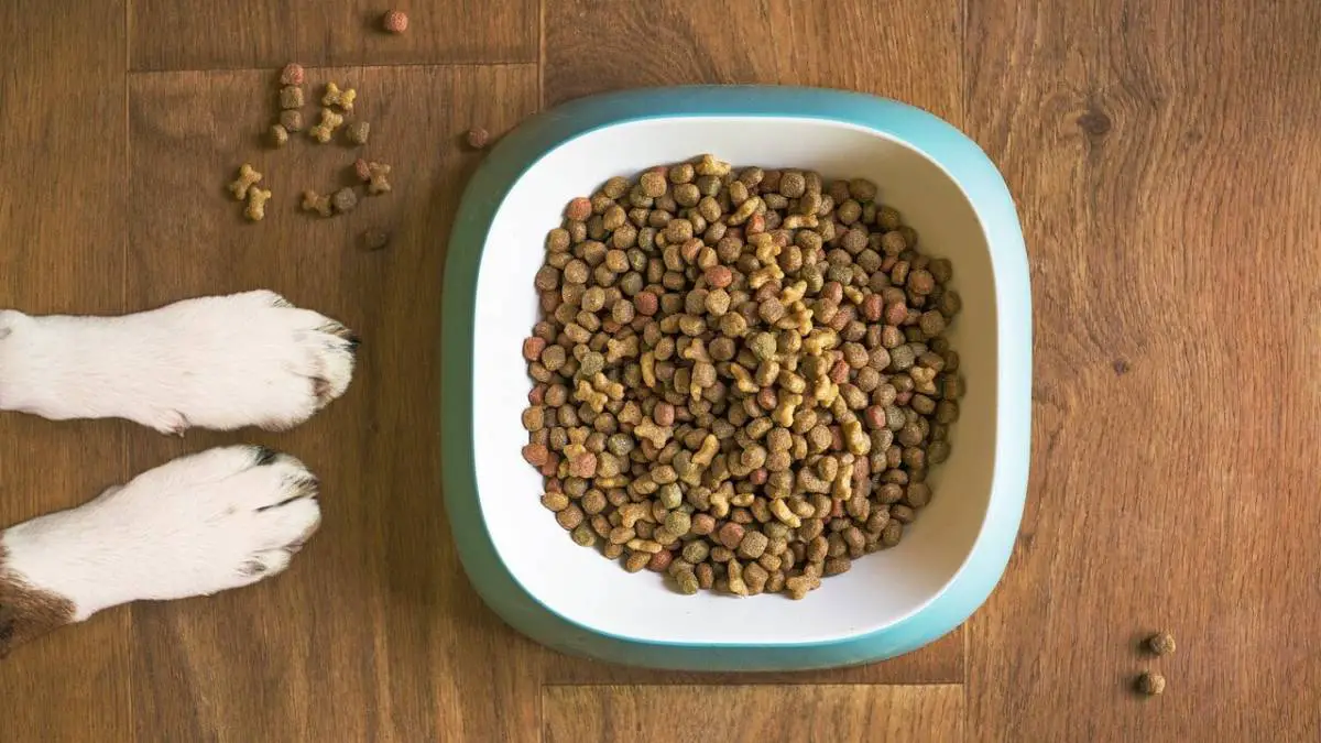Best Dog Food for Sensitive Stomach