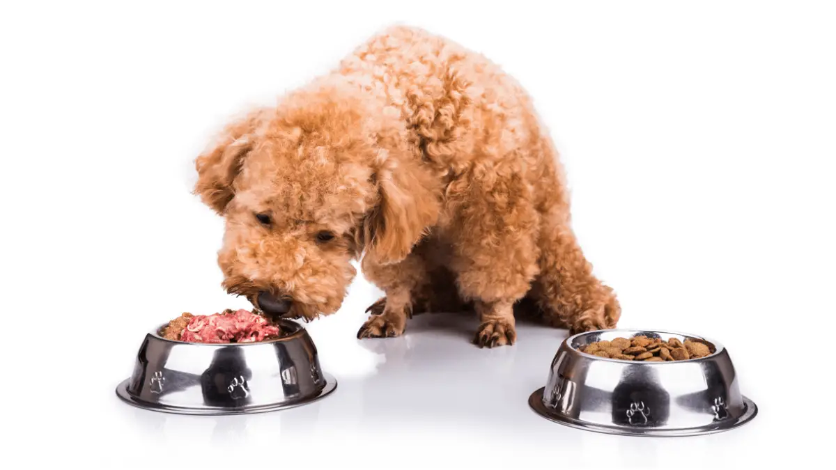 5 Best Dog Food for Poodles & What To Consider
