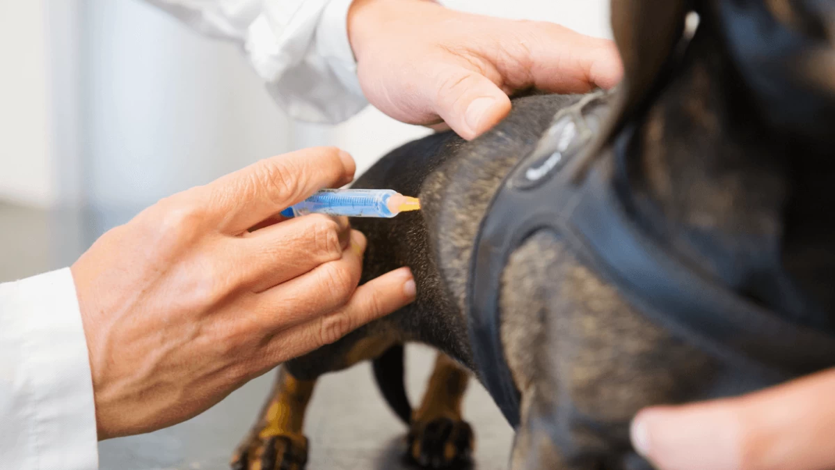 DHPP Vaccine for Dogs - What's In It