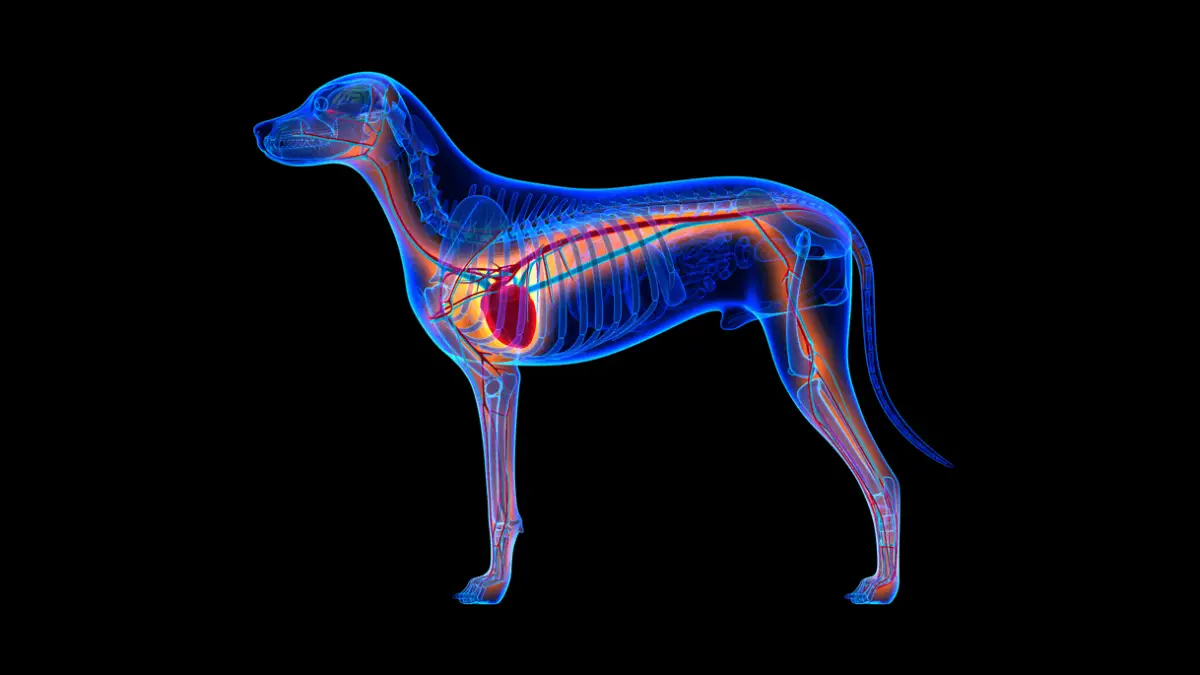 How Dangerous It Is: Congestive Heart Failure in Dogs