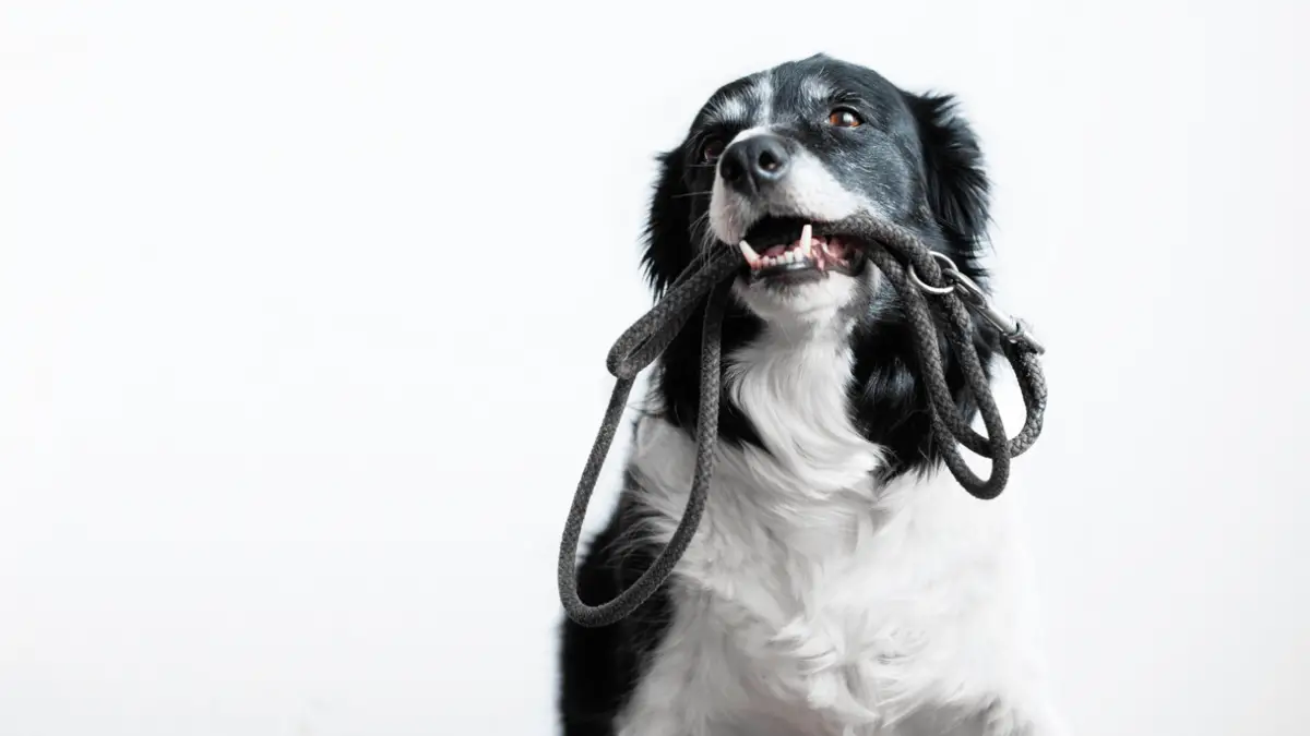 Best Rope Leashes for Dogs